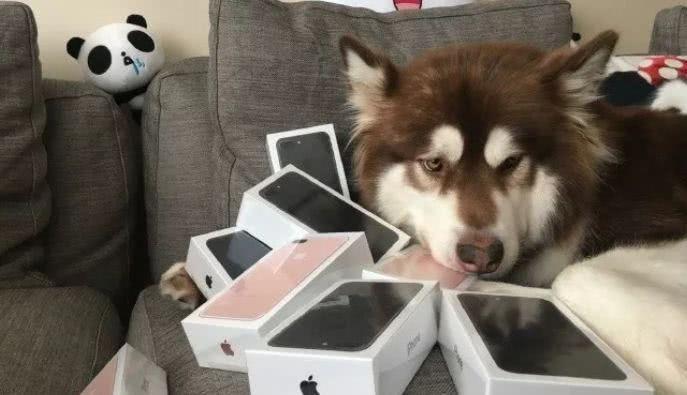 王思聪花重金买了2只鸭,网友:原来活得不如狗,现在活得不如鸭