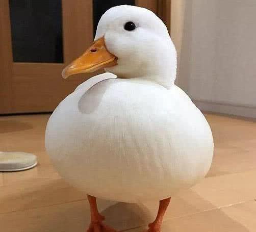 王思聪花重金买了2只鸭,网友:原来活得不如狗,现在活得不如鸭