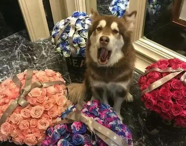 王思聪花重金买了2只鸭,网友:原来活得不如狗,现在活得不如鸭