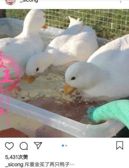 王思聪花重金买了2只鸭,网友:原来活得不如狗,现在活得不如鸭