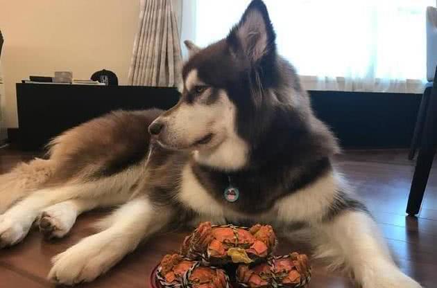 王思聪花重金买了2只鸭,网友:原来活得不如狗,现在活得不如鸭