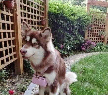 王思聪花重金买了2只鸭,网友:原来活得不如狗,现在活得不如鸭