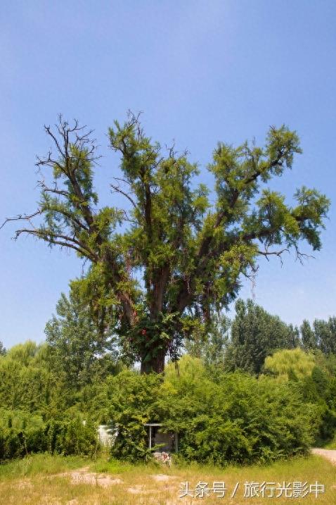 天下奇观:山东省泗水县泉林景区