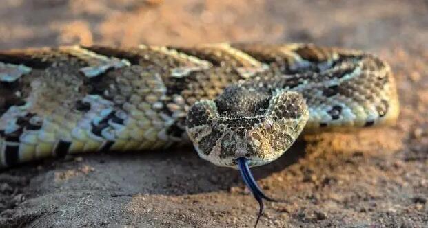 探秘人类为什么没有进化出毒液(人类进化产生的优势有哪些) 1