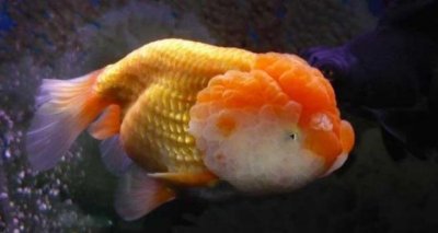 ​鱼的记忆真的只有7秒吗，科学证明并非只有七秒(至少三天以上)