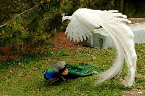 寻找世界上最美的长尾鸟,最后一个的造型绝无仅有