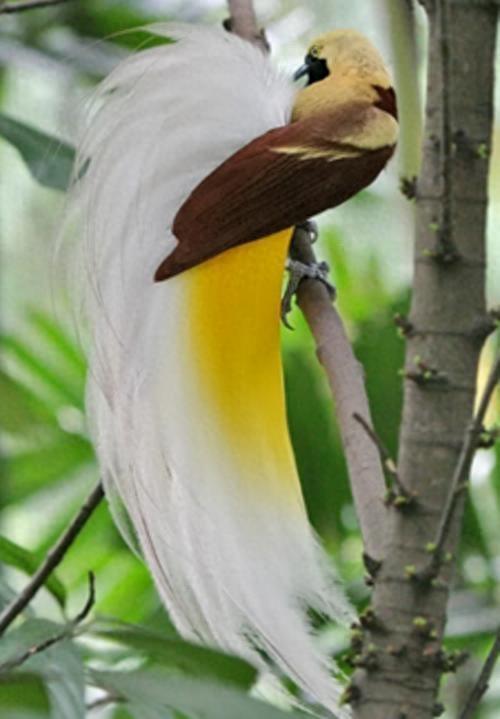 寻找世界上最美的长尾鸟,最后一个的造型绝无仅有