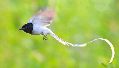寻找世界上最美的长尾鸟,最后一个的造型绝无仅有