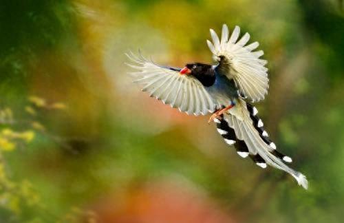 寻找世界上最美的长尾鸟,最后一个的造型绝无仅有