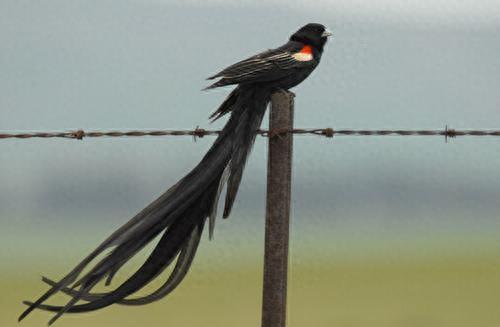 寻找世界上最美的长尾鸟,最后一个的造型绝无仅有