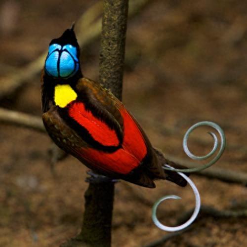 寻找世界上最美的长尾鸟,最后一个的造型绝无仅有