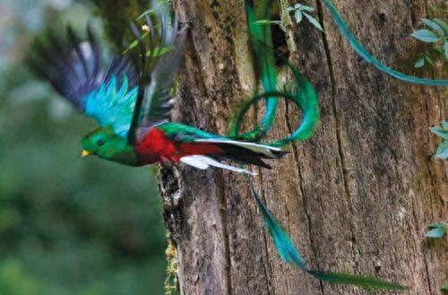 寻找世界上最美的长尾鸟,最后一个的造型绝无仅有