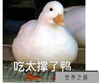 世界上最贵的宠物鸭子，王思聪的柯尔鸭一只价格高达15000元