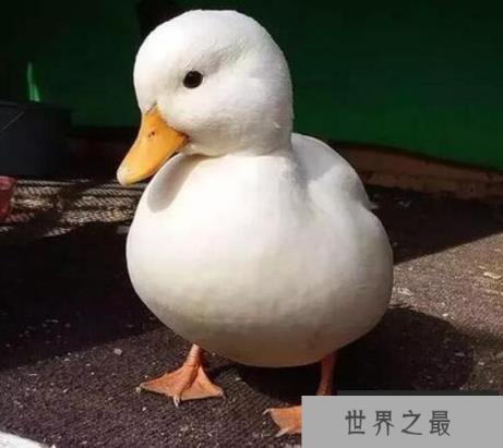 世界上最贵的宠物鸭子，王思聪的柯尔鸭一只价格高达15000元
