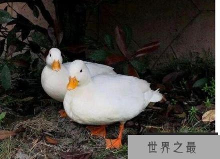 世界上最贵的宠物鸭子，王思聪的柯尔鸭一只价格高达15000元