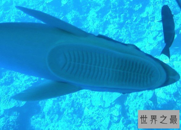 世界上最懒的鱼,号称“免费旅行家”