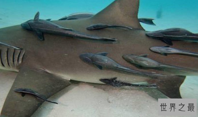 世界上最懒的鱼,号称“免费旅行家”