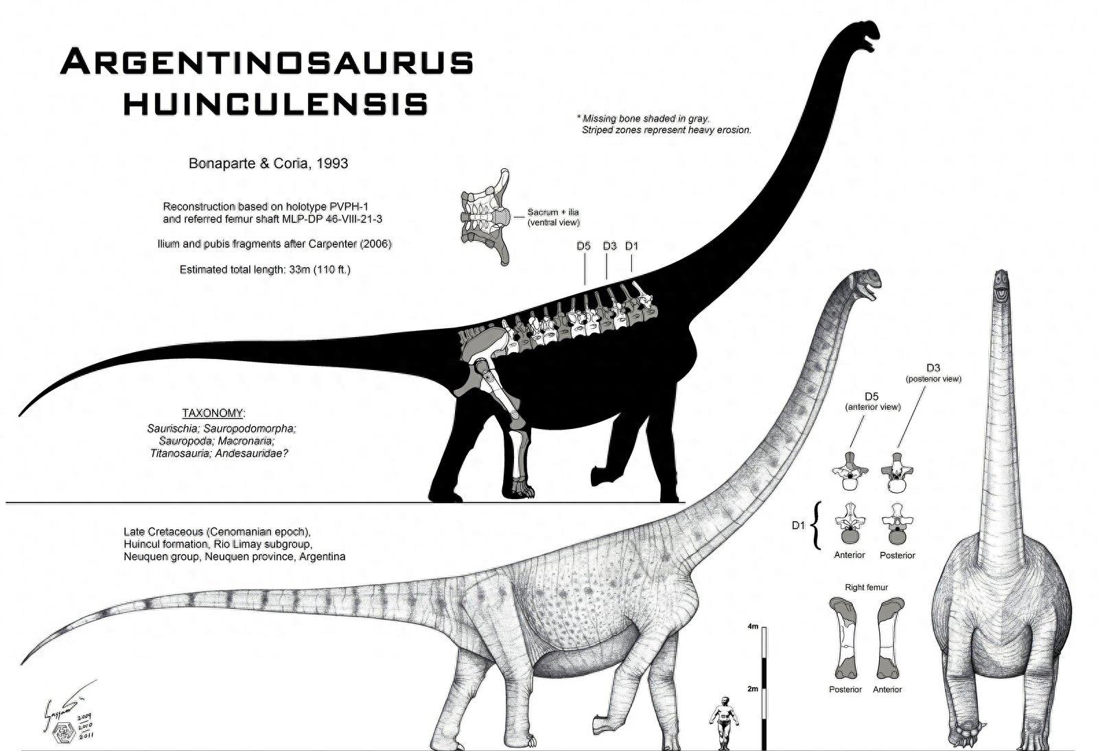 世界上最大的恐龙:阿根廷龙,体长40米体重100吨!