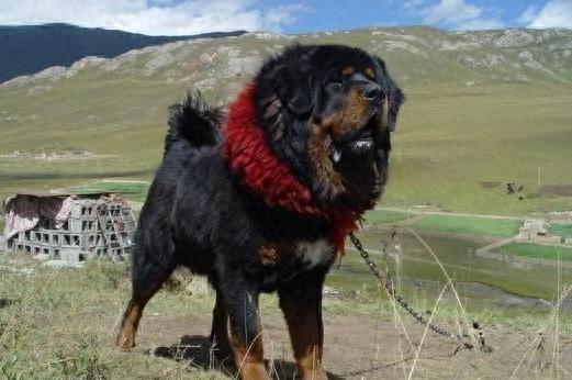 藏獒里的极品:赤古藏獒咬合力世界最强,没有之一