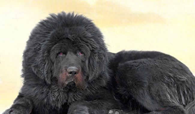 藏獒里的极品:赤古藏獒咬合力世界最强,没有之一