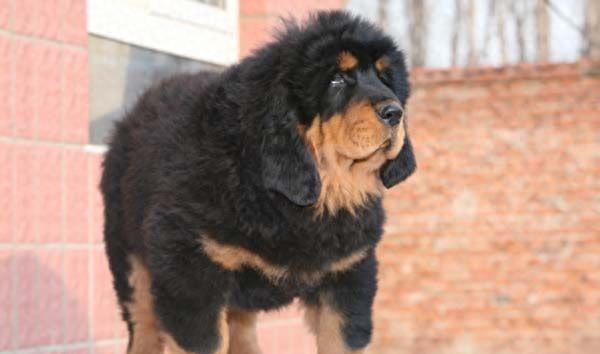 藏獒里的极品:赤古藏獒咬合力世界最强,没有之一