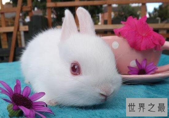 世界上最小的兔子,荷兰侏儒兔(长不大仅重1.2kg)