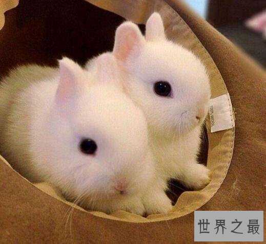 世界上最小的兔子,荷兰侏儒兔(长不大仅重1.2kg)