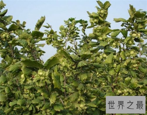 榛子树生长习性介绍,它居然要三四年才结果