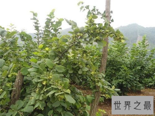 榛子树生长习性介绍,它居然要三四年才结果