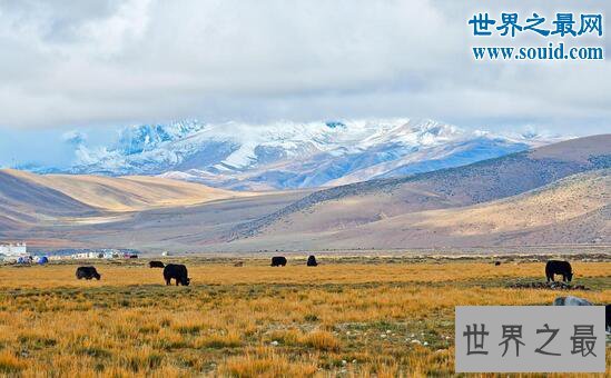 中国最大的无人区,羌塘(顶级探险家都不敢去)