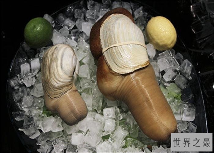 象拔,长得有点色情的好食材