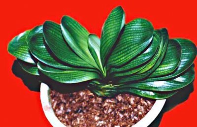 ​君子兰品种分类「附图」