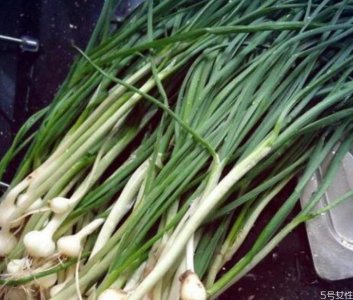 ​野葱和野蒜的区别 野葱哪些人不能吃