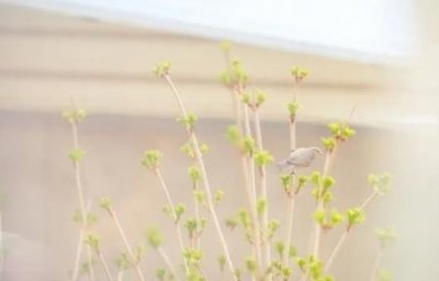 ​能点燃多少度的白酒能点燃多少度的白酒