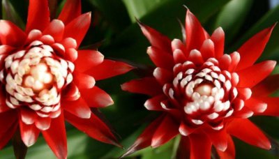 ​秋季鸿运当头的养殖方法和注意事项 家养鸿运当头的养殖方法和注意事项