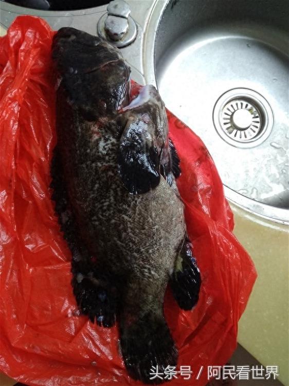 老婆做的清蒸“老虎斑鱼” 海南三亚买的 40块钱一斤