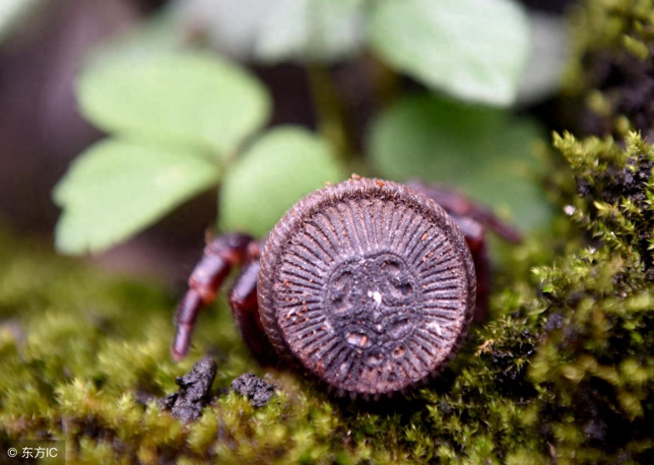 身上长着“印章”的蜘蛛，只在我国和泰国有发现，最稀有蜘蛛之一