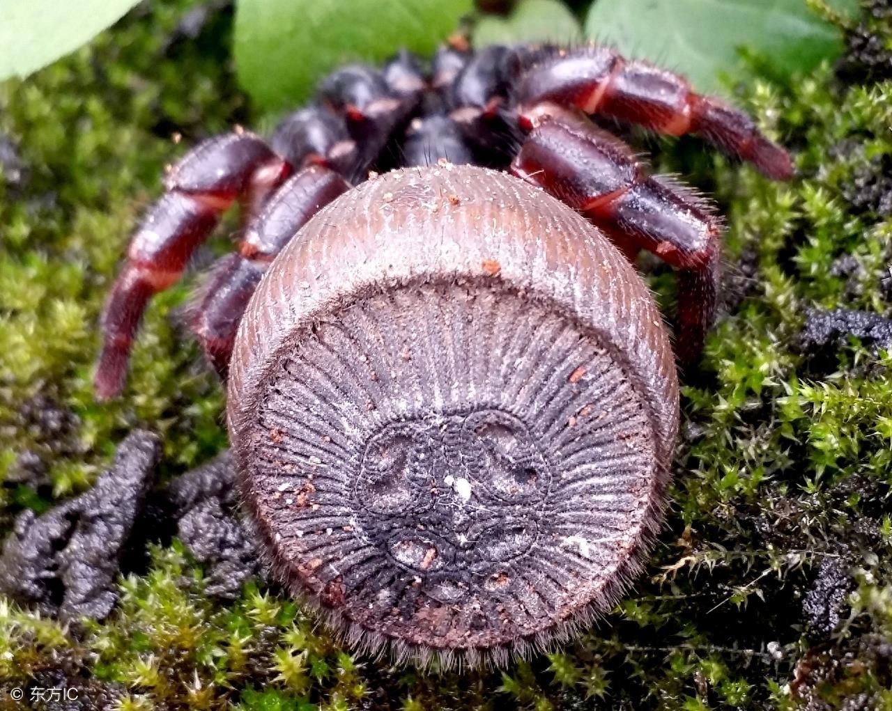 身上长着“印章”的蜘蛛，只在我国和泰国有发现，最稀有蜘蛛之一