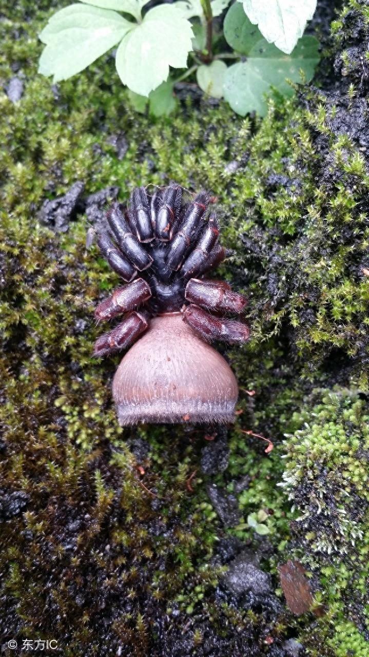 身上长着“印章”的蜘蛛，只在我国和泰国有发现，最稀有蜘蛛之一