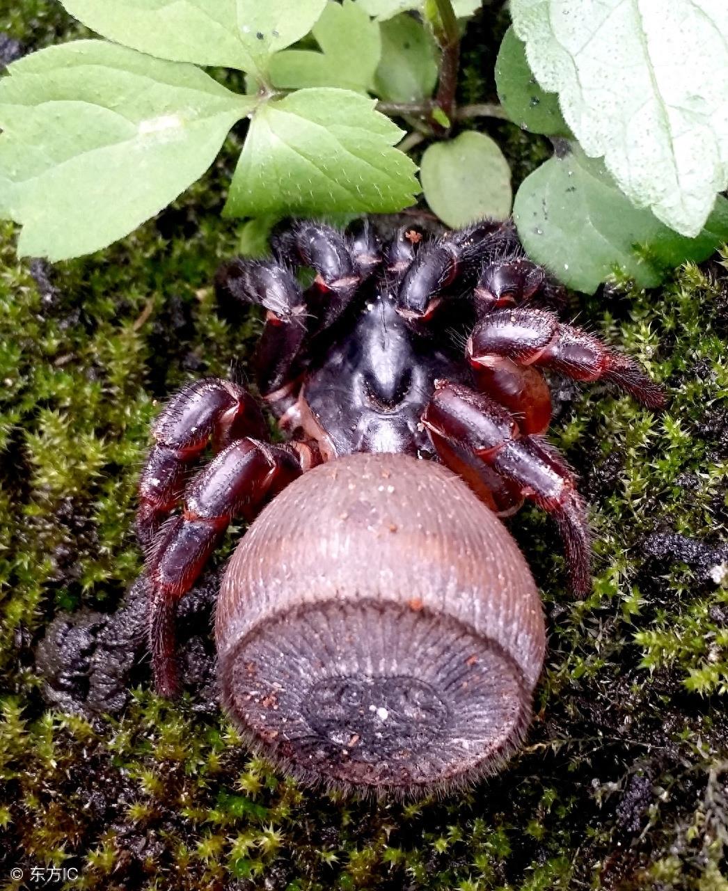 身上长着“印章”的蜘蛛，只在我国和泰国有发现，最稀有蜘蛛之一