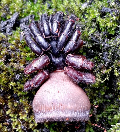 身上长着“印章”的蜘蛛，只在我国和泰国有发现，最稀有蜘蛛之一