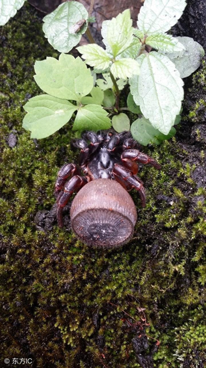 身上长着“印章”的蜘蛛，只在我国和泰国有发现，最稀有蜘蛛之一