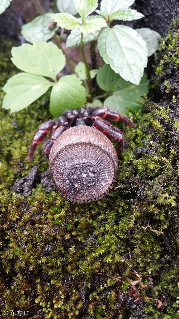身上长着“印章”的蜘蛛，只在我国和泰国有发现，最稀有蜘蛛之一