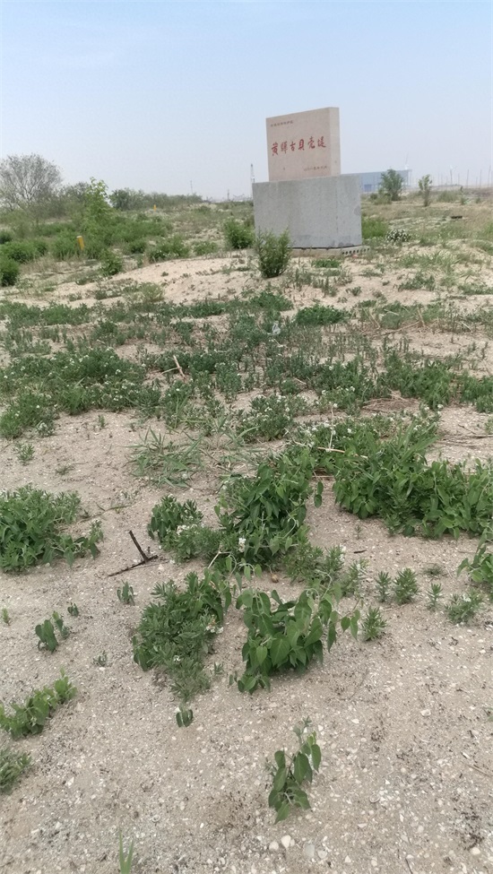 黄骅古贝壳堤,世界三大古贝壳堤之一