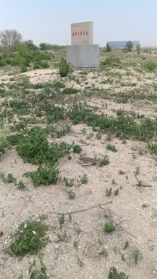 黄骅古贝壳堤,世界三大古贝壳堤之一