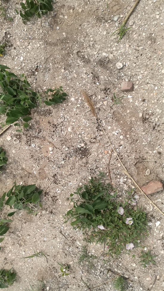 黄骅古贝壳堤,世界三大古贝壳堤之一