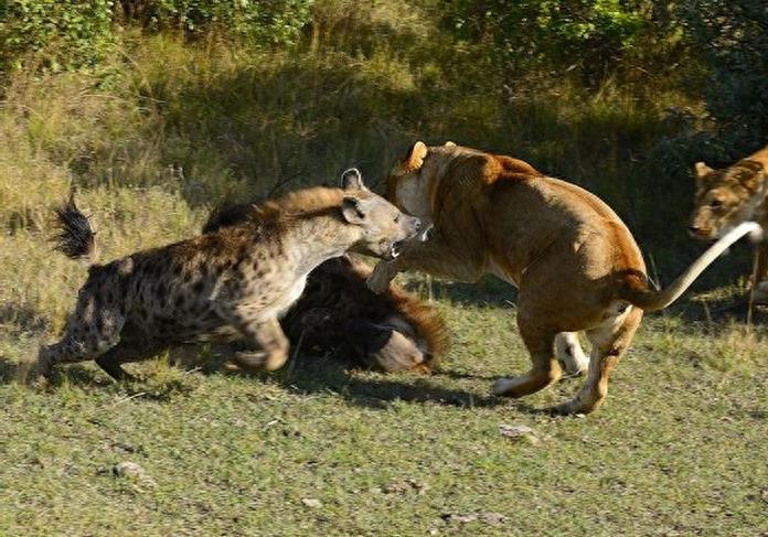 鬣狗单挑狮王,最终狮王被咬着嗷嗷叫,这是什么样的节奏