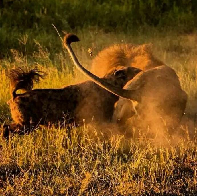 鬣狗单挑狮王,最终狮王被咬着嗷嗷叫,这是什么样的节奏