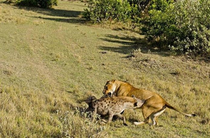 鬣狗单挑狮王,最终狮王被咬着嗷嗷叫,这是什么样的节奏