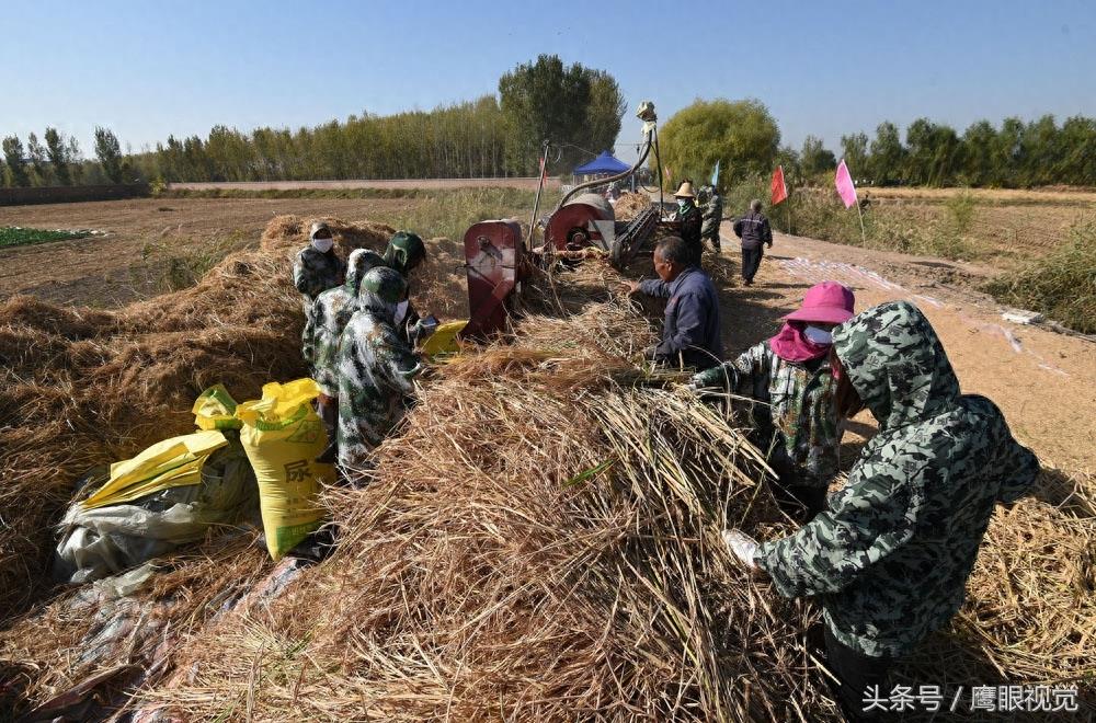 袁隆平院士的超级杂交水稻破世界纪录，亩产1203公斤、每公顷18吨